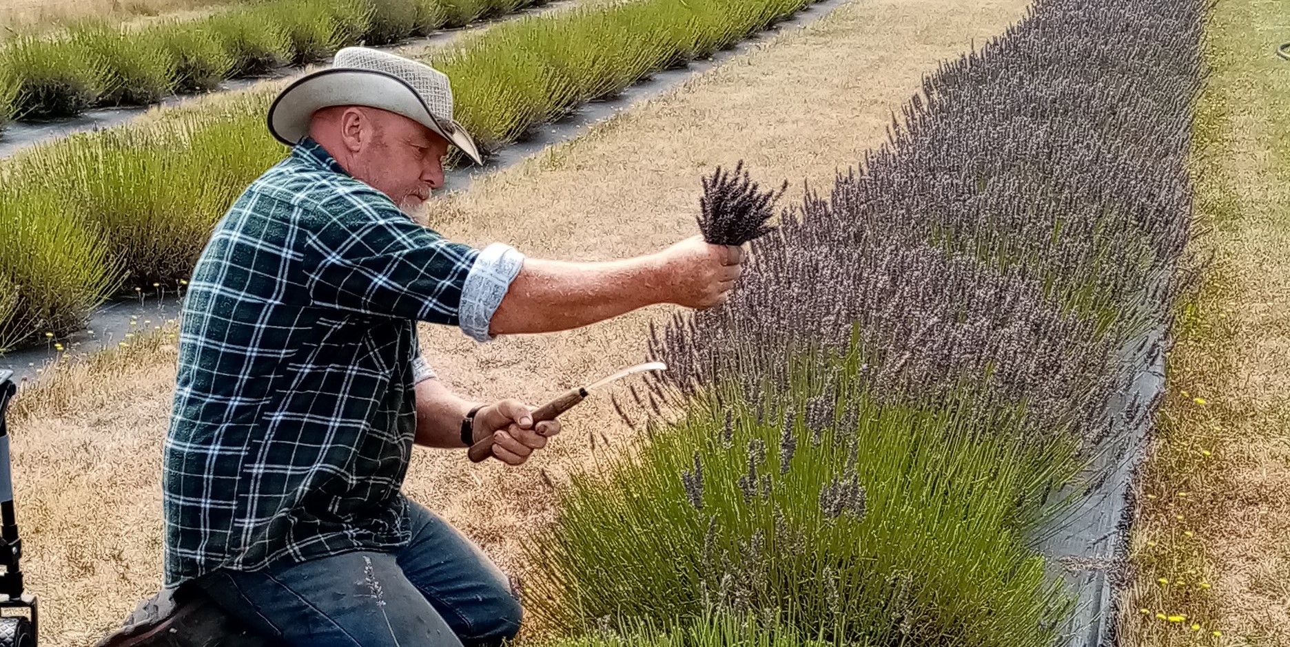 hand harvest cut