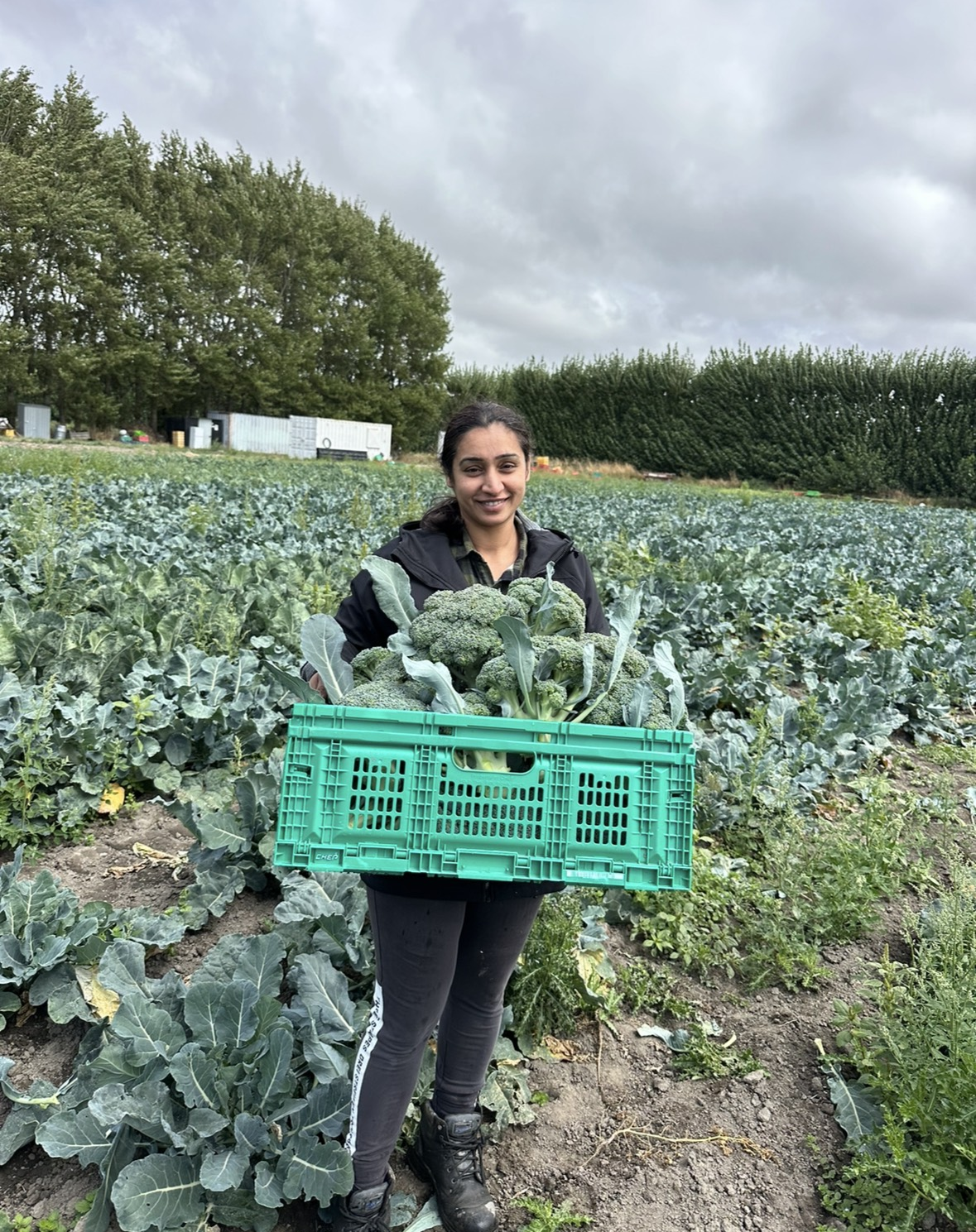 Harvesting Brocolli